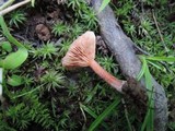 Lactarius nitidus image
