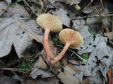 Lactarius nitidus image