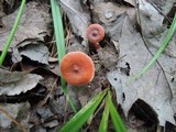 Lactarius nitidus image