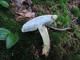 Caloboletus inedulis image