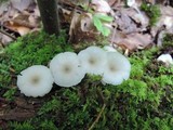 Clitocybula abundans image