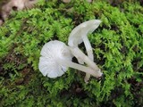 Clitocybula abundans image