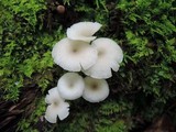 Clitocybula abundans image