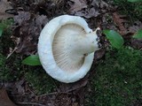 Lactarius deceptivus image