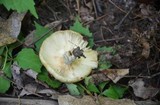 Russula grata image
