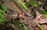 Lactarius rimosellus image