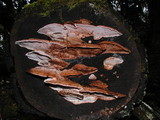 Rhodofomes cajanderi image