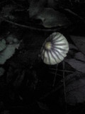 Marasmius purpureostriatus image