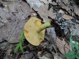 Suillus subaureus image