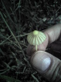 Marasmius purpureostriatus image