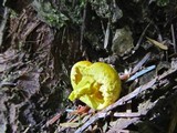 Pholiota flammans image
