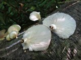 Pleurotus pulmonarius image