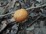 Boletus subglabripes image