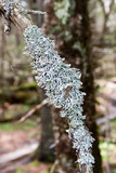 Hypogymnia krogiae image