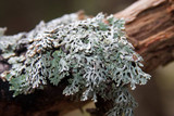 Hypogymnia krogiae image