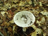 Amanita sect. Vaginatae image