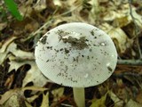 Amanita sect. Vaginatae image