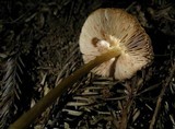 Pluteus leoninus image