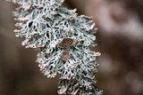 Hypogymnia krogiae image
