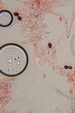 Panaeolus cinctulus image