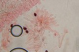 Panaeolus cinctulus image