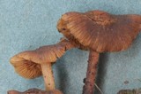 Alnicola paludosa image