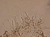 Alnicola paludosa image