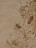 Alnicola paludosa image