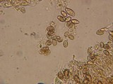 Alnicola paludosa image