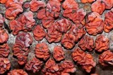 Peniophora rufa image