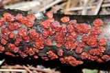Peniophora rufa image