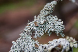 Hypogymnia krogiae image