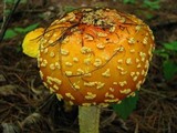 Image Associated With the Occurrence