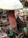 Caloboletus firmus image