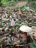 Caloboletus firmus image