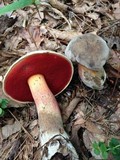 Caloboletus firmus image