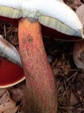 Caloboletus firmus image