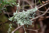 Hypogymnia krogiae image