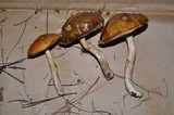 Boletus longicurvipes image