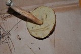 Boletus longicurvipes image