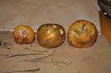 Boletus longicurvipes image