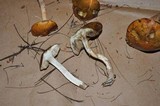 Boletus longicurvipes image