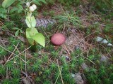 Suillus spraguei image
