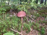 Suillus spraguei image