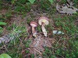 Suillus spraguei image