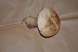 Tylopilus felleus image