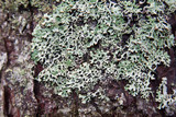 Hypogymnia krogiae image