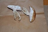 Tylopilus felleus image
