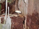 Tylopilus felleus image