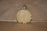 Gyroporus cyanescens image